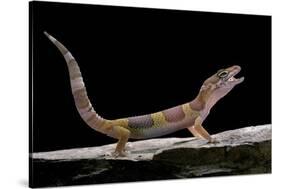 Eublepharis Macularius F. Albino (Leopard Gecko)-Paul Starosta-Stretched Canvas