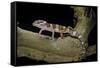 Eublepharis Macularius F. Albino (Leopard Gecko)-Paul Starosta-Framed Stretched Canvas