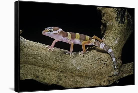 Eublepharis Macularius F. Albino (Leopard Gecko)-Paul Starosta-Framed Stretched Canvas