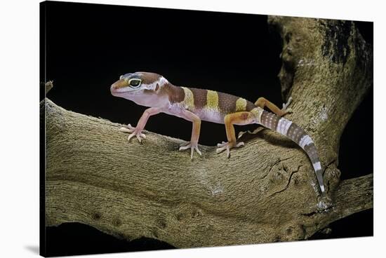 Eublepharis Macularius F. Albino (Leopard Gecko)-Paul Starosta-Stretched Canvas