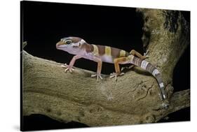 Eublepharis Macularius F. Albino (Leopard Gecko)-Paul Starosta-Stretched Canvas