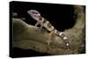 Eublepharis Macularius F. Albino (Leopard Gecko)-Paul Starosta-Stretched Canvas