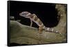 Eublepharis Macularius F. Albino (Leopard Gecko)-Paul Starosta-Framed Stretched Canvas