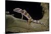 Eublepharis Macularius F. Albino (Leopard Gecko)-Paul Starosta-Stretched Canvas
