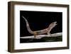Eublepharis Macularius F. Albino (Leopard Gecko)-Paul Starosta-Framed Premium Photographic Print