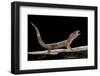 Eublepharis Macularius F. Albino (Leopard Gecko)-Paul Starosta-Framed Premium Photographic Print