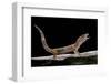 Eublepharis Macularius F. Albino (Leopard Gecko)-Paul Starosta-Framed Premium Photographic Print