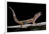 Eublepharis Macularius F. Albino (Leopard Gecko)-Paul Starosta-Framed Photographic Print