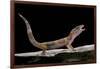 Eublepharis Macularius F. Albino (Leopard Gecko)-Paul Starosta-Framed Photographic Print