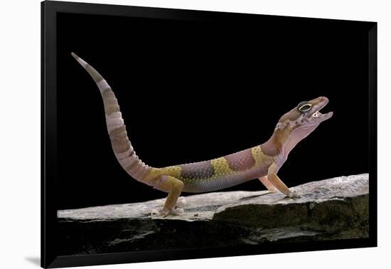 Eublepharis Macularius F. Albino (Leopard Gecko)-Paul Starosta-Framed Photographic Print