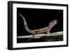 Eublepharis Macularius F. Albino (Leopard Gecko)-Paul Starosta-Framed Photographic Print