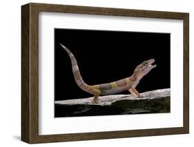 Eublepharis Macularius F. Albino (Leopard Gecko)-Paul Starosta-Framed Photographic Print