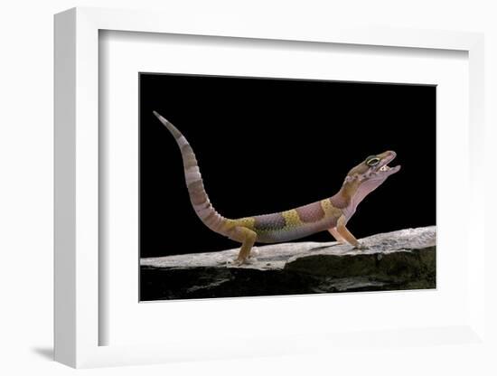 Eublepharis Macularius F. Albino (Leopard Gecko)-Paul Starosta-Framed Photographic Print