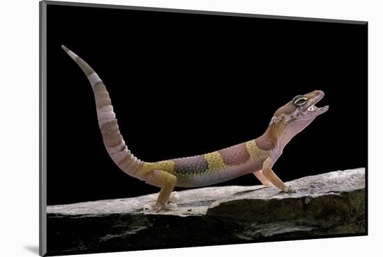 Eublepharis Macularius F. Albino (Leopard Gecko)-Paul Starosta-Mounted Photographic Print