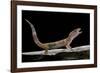 Eublepharis Macularius F. Albino (Leopard Gecko)-Paul Starosta-Framed Photographic Print