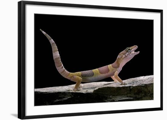 Eublepharis Macularius F. Albino (Leopard Gecko)-Paul Starosta-Framed Photographic Print