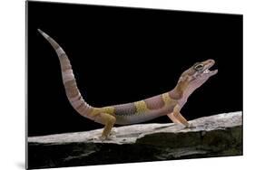 Eublepharis Macularius F. Albino (Leopard Gecko)-Paul Starosta-Mounted Photographic Print