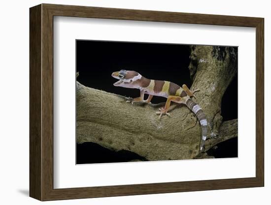 Eublepharis Macularius F. Albino (Leopard Gecko)-Paul Starosta-Framed Photographic Print