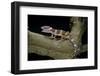 Eublepharis Macularius F. Albino (Leopard Gecko)-Paul Starosta-Framed Photographic Print