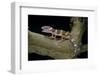 Eublepharis Macularius F. Albino (Leopard Gecko)-Paul Starosta-Framed Photographic Print
