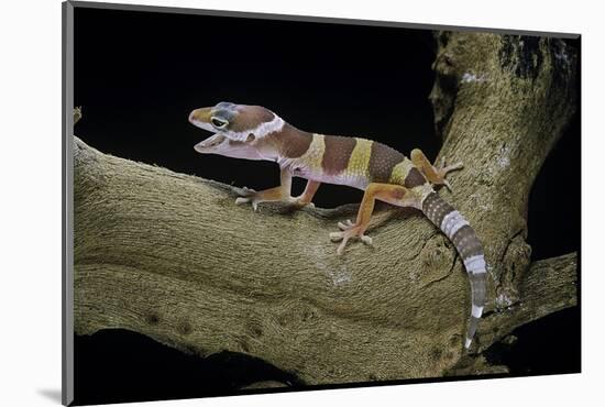 Eublepharis Macularius F. Albino (Leopard Gecko)-Paul Starosta-Mounted Photographic Print