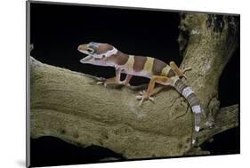 Eublepharis Macularius F. Albino (Leopard Gecko)-Paul Starosta-Mounted Photographic Print