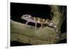 Eublepharis Macularius F. Albino (Leopard Gecko)-Paul Starosta-Framed Photographic Print