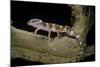 Eublepharis Macularius F. Albino (Leopard Gecko)-Paul Starosta-Mounted Photographic Print