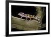 Eublepharis Macularius F. Albino (Leopard Gecko)-Paul Starosta-Framed Photographic Print