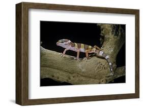 Eublepharis Macularius F. Albino (Leopard Gecko)-Paul Starosta-Framed Photographic Print