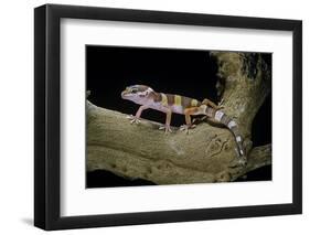 Eublepharis Macularius F. Albino (Leopard Gecko)-Paul Starosta-Framed Photographic Print