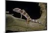 Eublepharis Macularius F. Albino (Leopard Gecko)-Paul Starosta-Mounted Photographic Print
