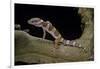 Eublepharis Macularius F. Albino (Leopard Gecko)-Paul Starosta-Framed Photographic Print