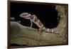 Eublepharis Macularius F. Albino (Leopard Gecko)-Paul Starosta-Framed Photographic Print