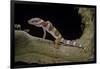 Eublepharis Macularius F. Albino (Leopard Gecko)-Paul Starosta-Framed Photographic Print