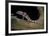 Eublepharis Macularius F. Albino (Leopard Gecko)-Paul Starosta-Framed Photographic Print