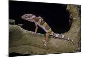 Eublepharis Macularius F. Albino (Leopard Gecko)-Paul Starosta-Mounted Photographic Print