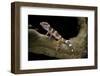 Eublepharis Macularius F. Albino (Leopard Gecko)-Paul Starosta-Framed Photographic Print