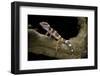 Eublepharis Macularius F. Albino (Leopard Gecko)-Paul Starosta-Framed Photographic Print