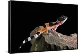 Eublepharis Macularius F.Golden (Leopard Gecko)-Paul Starosta-Framed Stretched Canvas