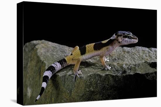 Eublepharis Macularius F.Golden (Leopard Gecko)-Paul Starosta-Stretched Canvas