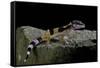 Eublepharis Macularius F.Golden (Leopard Gecko)-Paul Starosta-Framed Stretched Canvas