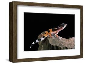 Eublepharis Macularius F.Golden (Leopard Gecko)-Paul Starosta-Framed Photographic Print