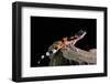 Eublepharis Macularius F.Golden (Leopard Gecko)-Paul Starosta-Framed Photographic Print