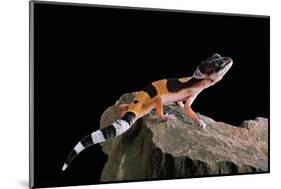 Eublepharis Macularius F.Golden (Leopard Gecko)-Paul Starosta-Mounted Photographic Print