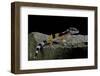 Eublepharis Macularius F.Golden (Leopard Gecko)-Paul Starosta-Framed Photographic Print