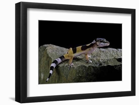 Eublepharis Macularius F.Golden (Leopard Gecko)-Paul Starosta-Framed Photographic Print