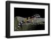 Eublepharis Macularius F.Golden (Leopard Gecko)-Paul Starosta-Framed Photographic Print