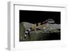 Eublepharis Macularius F.Golden (Leopard Gecko)-Paul Starosta-Framed Photographic Print