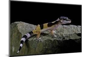 Eublepharis Macularius F.Golden (Leopard Gecko)-Paul Starosta-Mounted Photographic Print